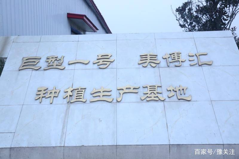 巨型一号新型强力除油剂,巨型一号除油剂真的有用吗