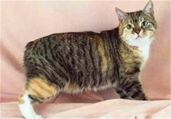 世界杯上最厉害的猫,法国纯种猫世界杯冠军