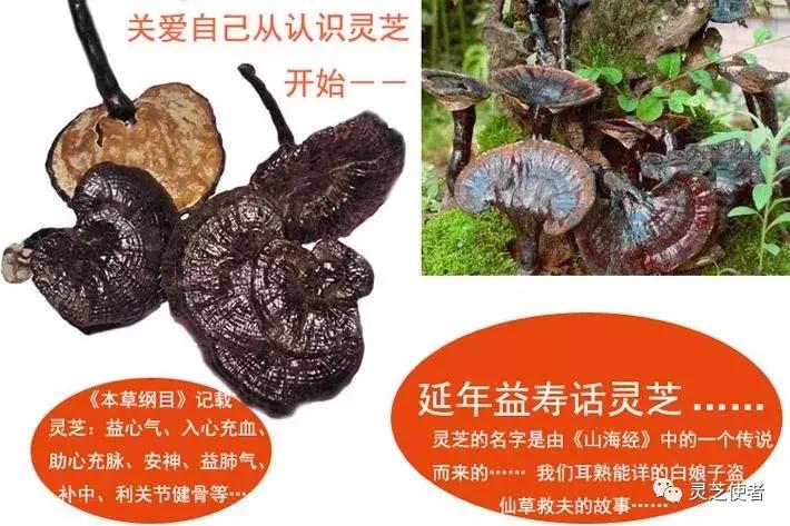 灵芝服用多久能够见效呢,灵芝泡水治失眠多久见效