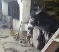 兄弟发型搞笑gif,搞笑男生发型gif