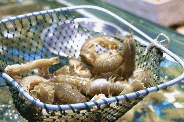 世界杯奇葩美食,世界杯名菜