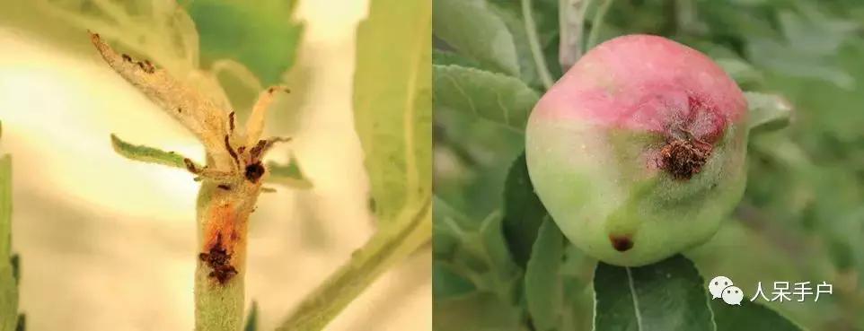 桃子里红色的小虫子是什么,桃子里的白色小虫是什么虫子