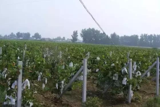 洛阳夏天一日游必去的地方景点,洛阳一日游适合去哪