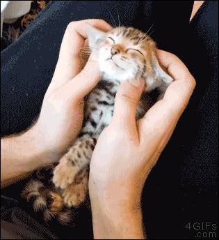 张雨绮瘦身成功训练图,张雨绮超声刀完整视频