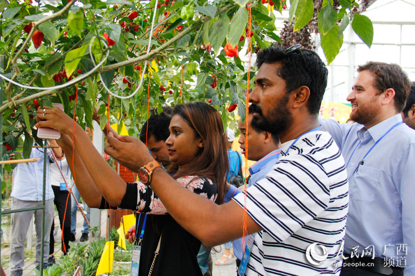 广西五彩田园现代特色农业示范区,广西现代农业技术