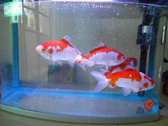 鱼缸水的表面总有一层泡沫,斗鱼鱼缸水面上有泡沫油膜