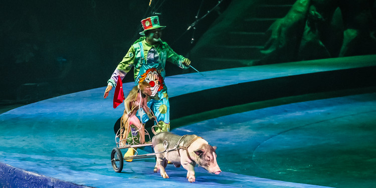 长隆大马戏飞鸟乐园,长隆梦幻大马戏儿童乐园