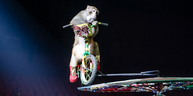 长隆大马戏飞鸟乐园,长隆梦幻大马戏儿童乐园