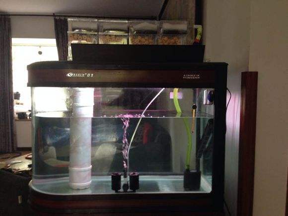 如何确定鱼缸的硝化菌培养好了,上过滤鱼缸如何培养硝化菌