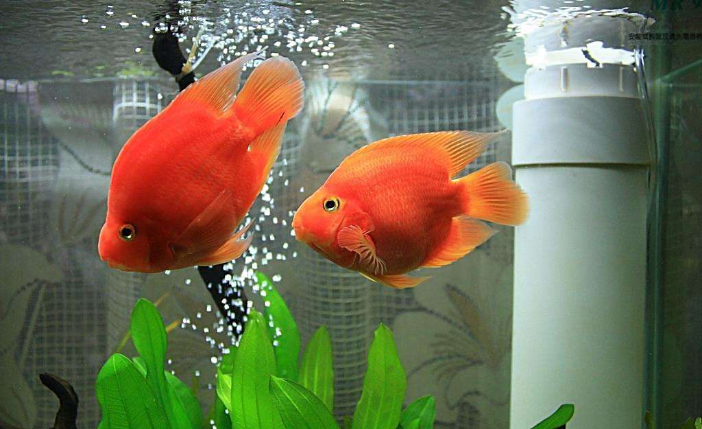 蓝鲨可以跟鹦鹉混养吗,鹦鹉和地图混养喂食技巧