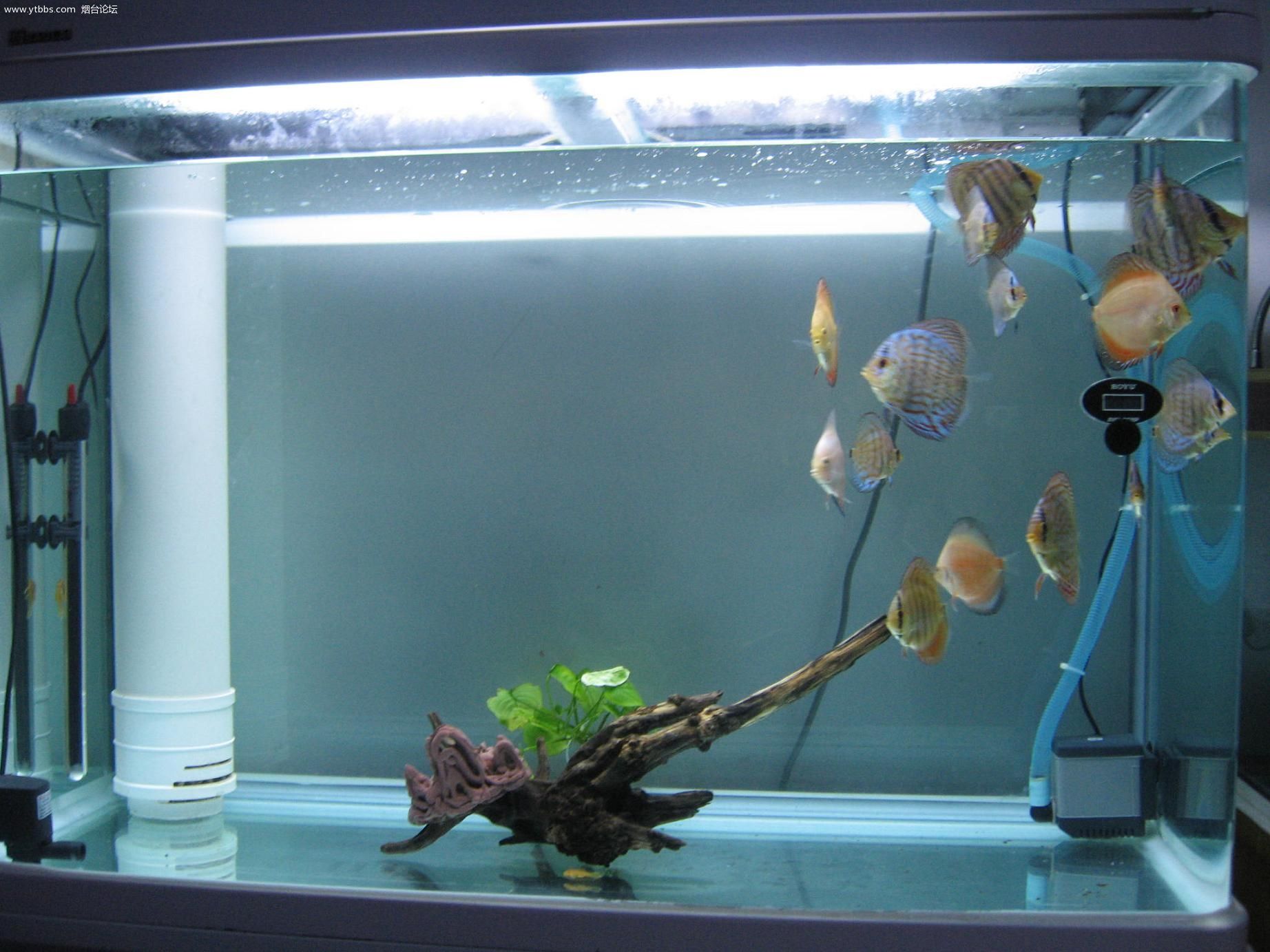 上滤的鱼缸怎么培养硝化细菌,鱼缸硝化细菌上滤如何培养