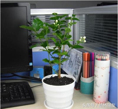 茉莉红蜘蛛用什么药最有效,茉莉生红蜘蛛用什么方法