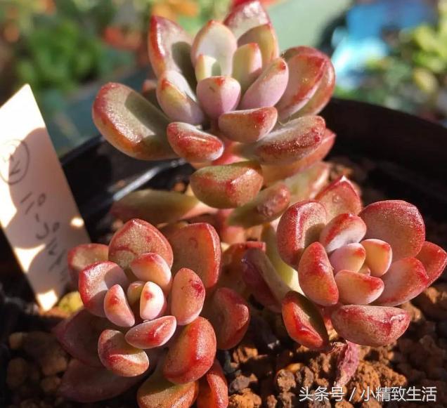 多肉叶片化水了怎么补救,多肉叶片化水了怎么处理