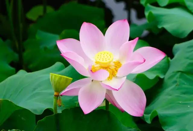 上海有哪些公园可以赏花,上海现在有哪些公园可观赏到荷花