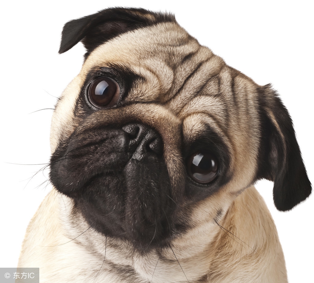 狗肉上不了席面的下一句,古代为何狗肉上不了席面