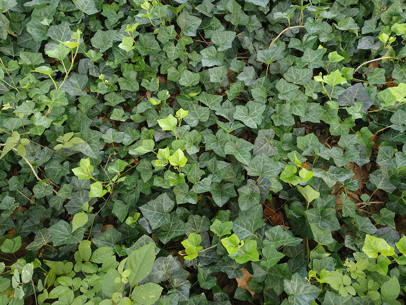 红米6p深度评测,红米6plus手机测评