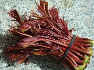 香椿种子壳的功效与作用,香椿籽香椿芽