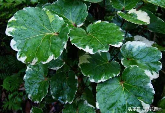 福禄桐南洋森简介,福禄桐树风水