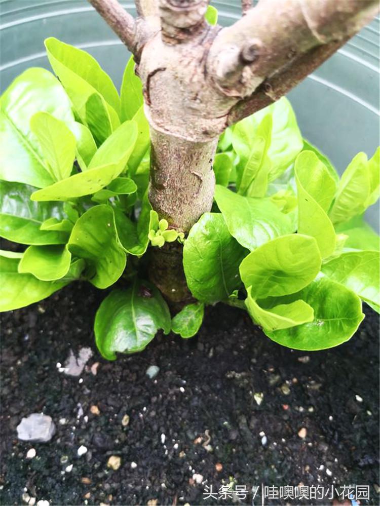 栀子黄叶枯萎花落,栀子过冬叶子全部脱落还能活