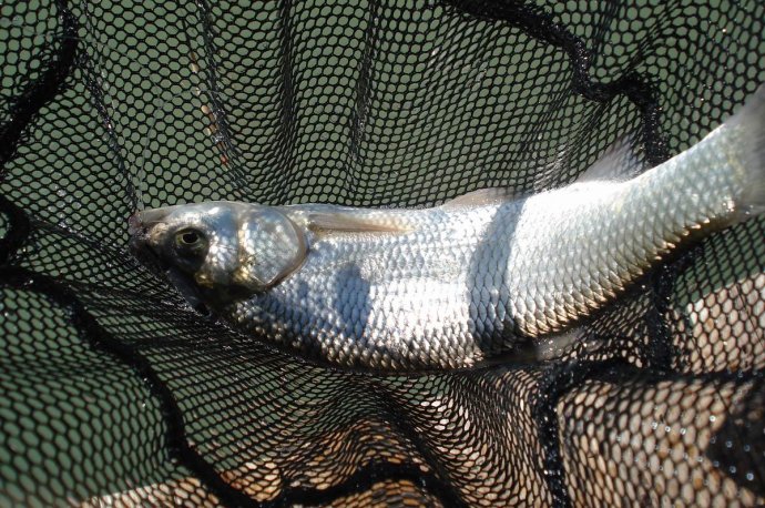 内蒙诺尔湖旅游,内蒙达里诺尔湖