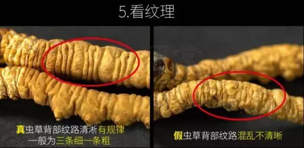 冬虫夏草补肾,冬虫夏草补肾益肺功效