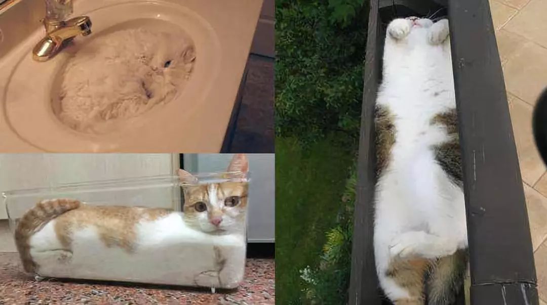 我真的不是想骗你们养猫