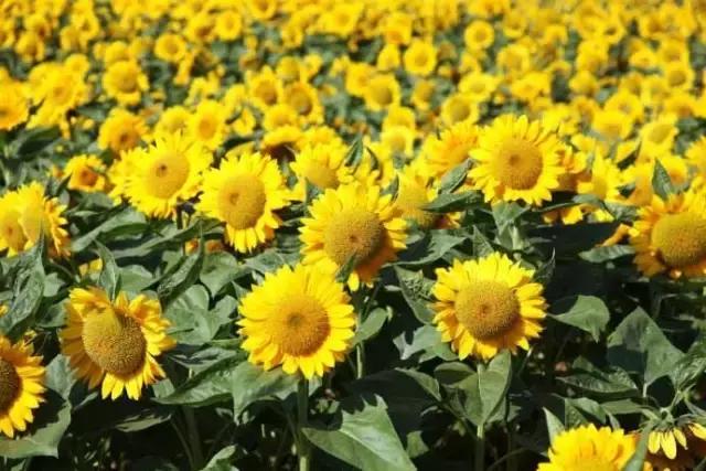 浙江一片夏季花海，带你在炎炎夏日赏花、美拍尽享自然清凉~