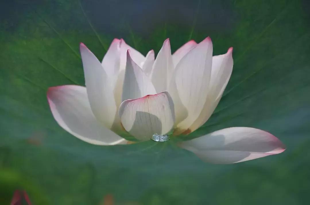 浙江一片夏季花海，带你在炎炎夏日赏花、美拍尽享自然清凉~