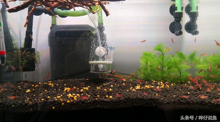 观赏虾观赏鱼,玩观赏鱼的阶段