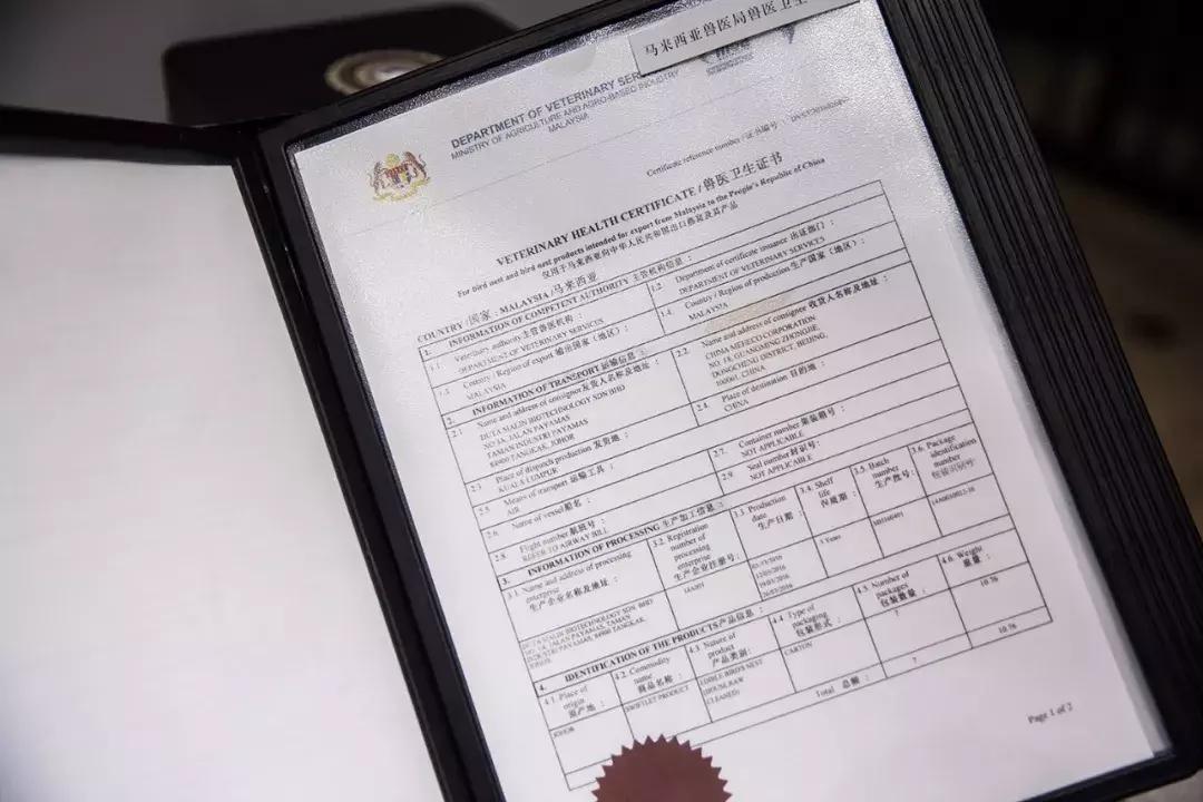 顶级金丝燕的燕窝,天然的官燕燕窝一般在哪里买