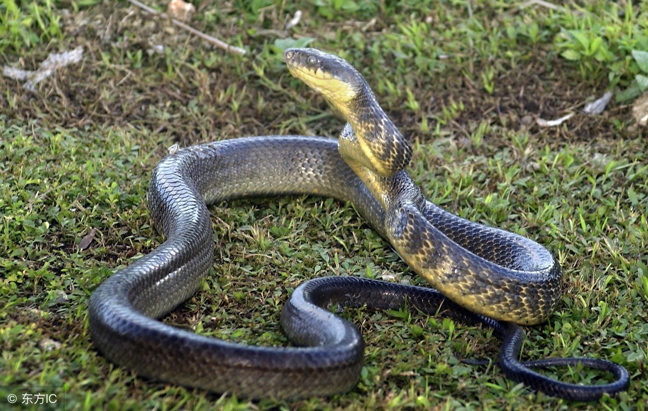 蛇的克星最怕的东西是什么,遇到蛇时蛇最怕什么