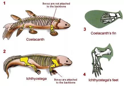 3亿年前的鱼有哪些,3亿年前的原始鱼