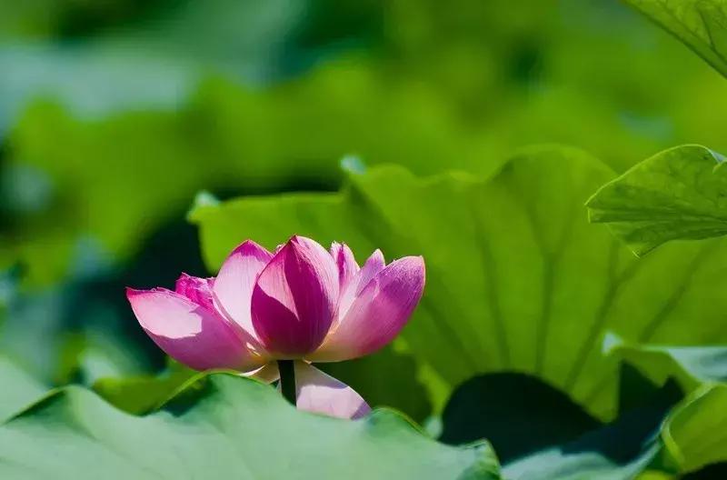 天府本色｜连雨不知春去，一晴方觉夏深