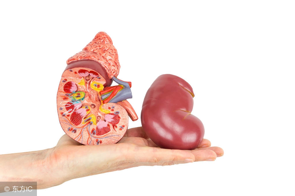 得了肾结石吃哪些食物可以排石呢,能够排出肾结石的排石方法