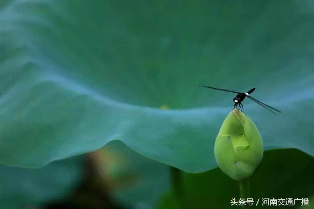 郑州哪里可以入夏赏荷,郑州最佳赏荷地来了
