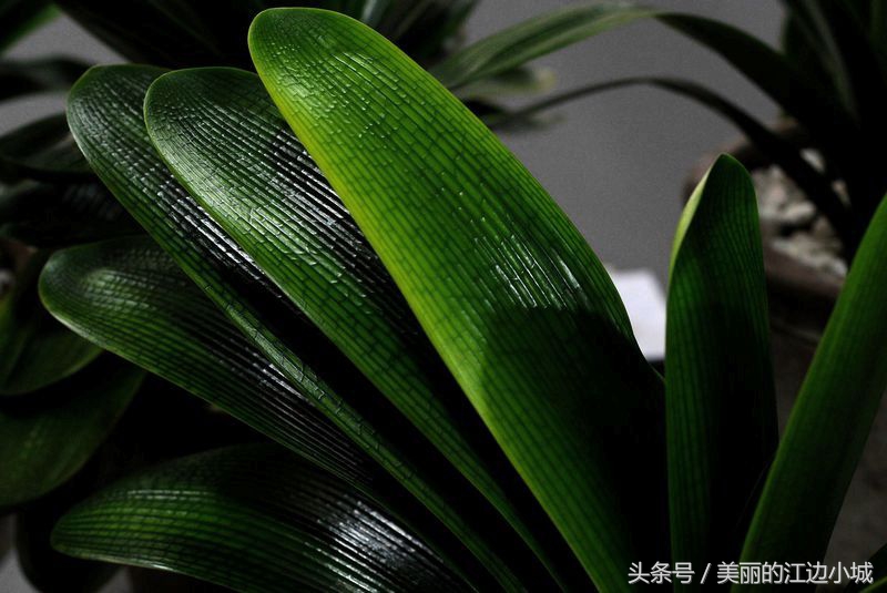 君子兰夏季高温养护技巧，注意这几点，叶片肥厚油绿，生机盎然