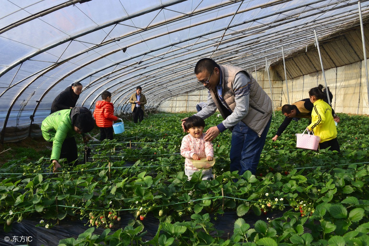 农业十大新模式,农业最赚钱的十种模式