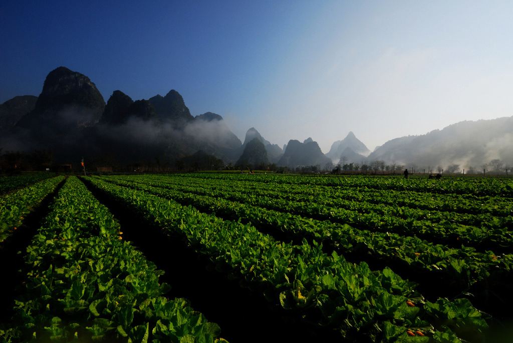 农业十大新模式,农业最赚钱的十种模式