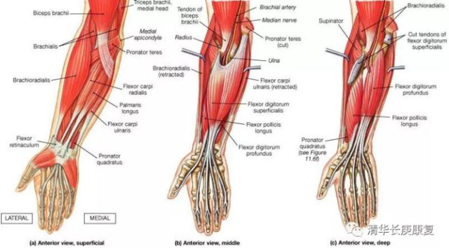 肌腱损伤的指南,长庚肌腱损伤康复训练