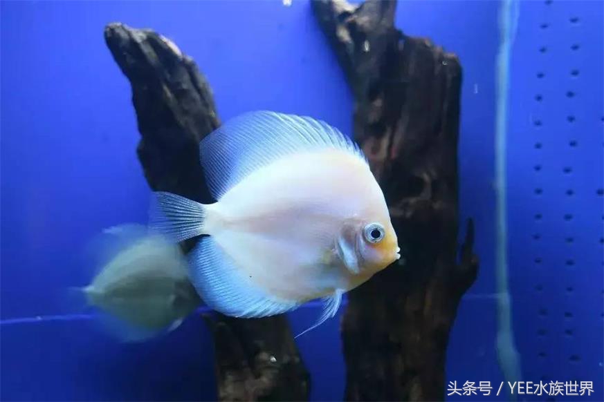 七彩封王，实至名归，当之无愧！