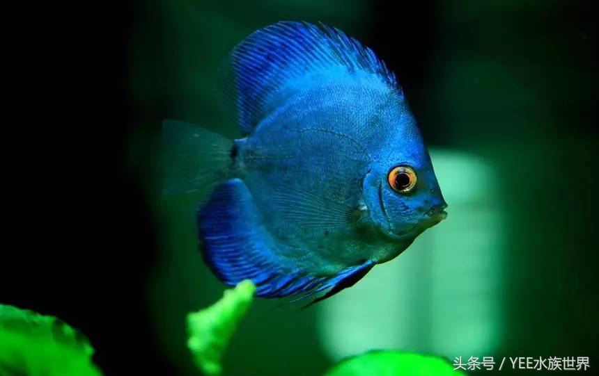 七彩封王，实至名归，当之无愧！