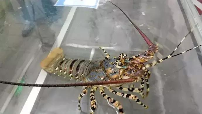 狗狗预测世界杯,宠物预测世界杯韩国vs乌拉圭