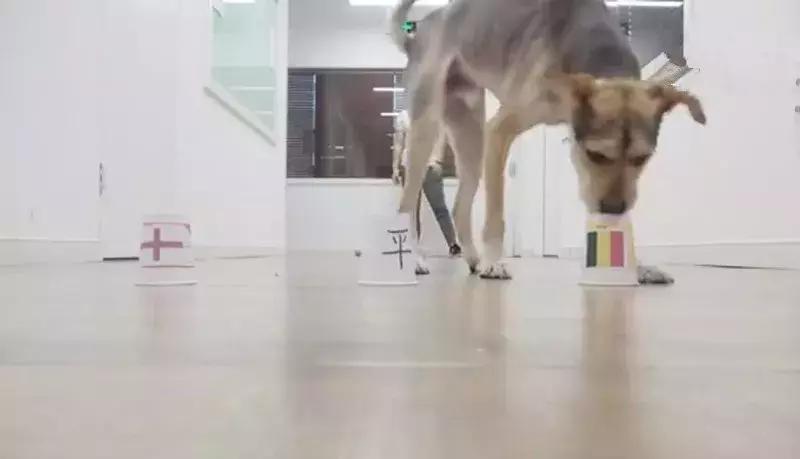 狗狗预测世界杯,宠物预测世界杯韩国vs乌拉圭