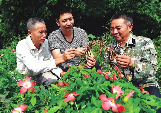 农村致富草10元,农村一种野草一斤100元