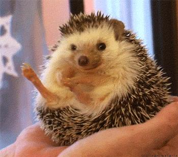 萌爆了！抖音同款蠢萌刺猬，赶紧入手一只撸撸撸！