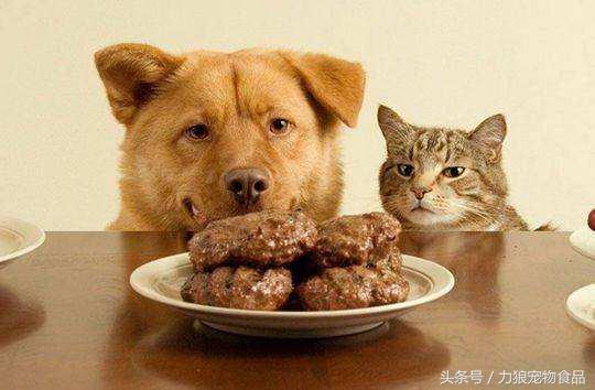 深究狗狗掉毛的七个原因，让你家狗狗毛量充沛，更加漂亮！