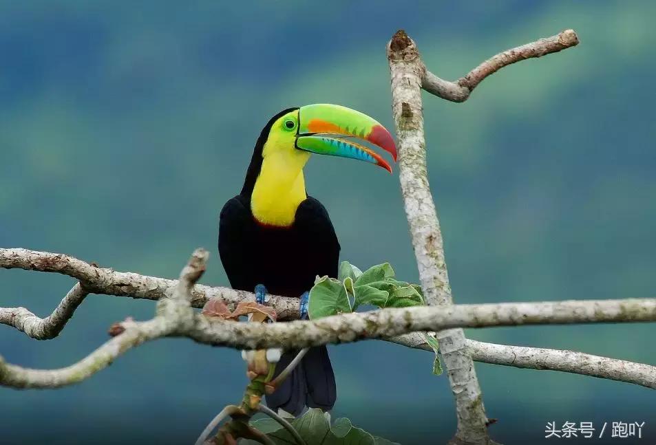 世界杯进球最多的国家是哪国,世界杯进球最多的国家是哪个国家