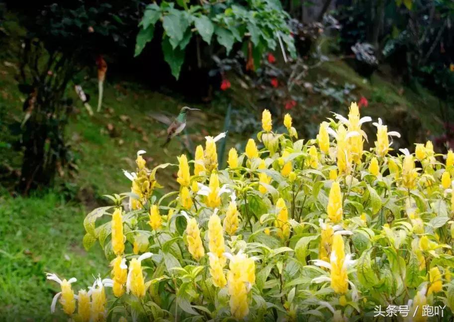 单次世界杯进球最多的国家,世界杯单场进球最多的国家