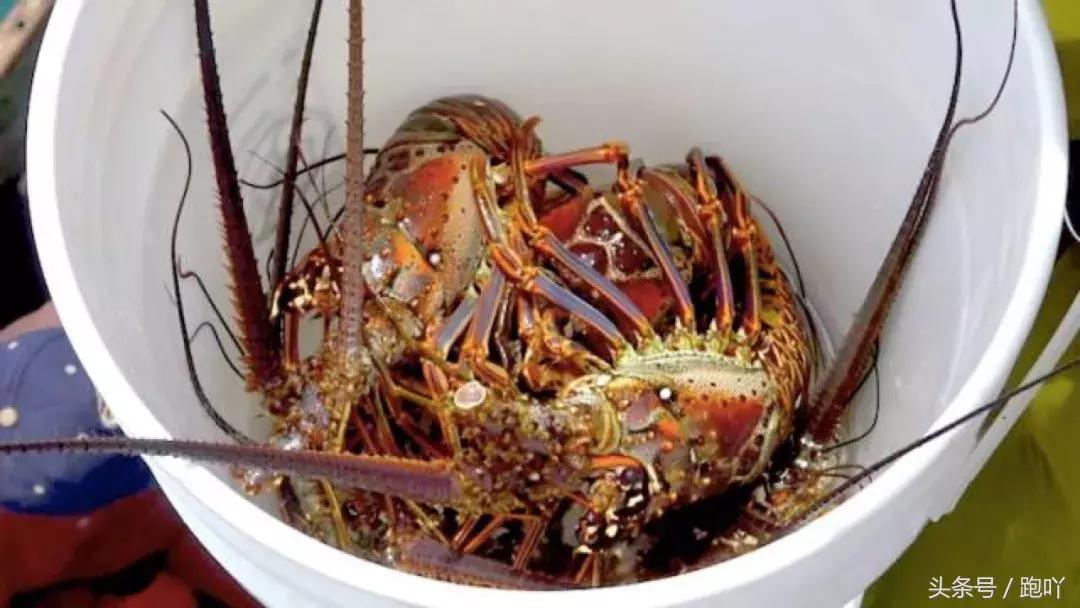 单次世界杯进球最多的国家,世界杯进球最多一场的国家