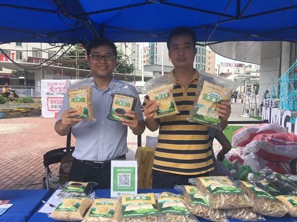 百年荔枝树广西,百年香荔树出售